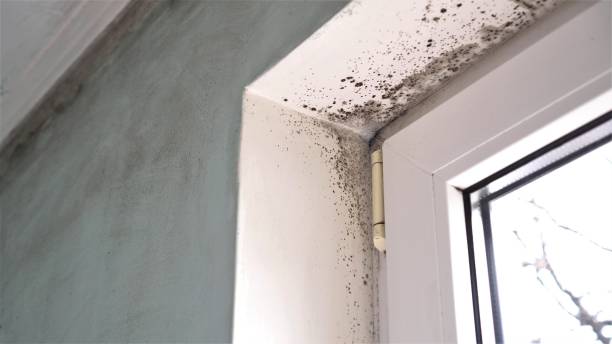 Best Kitchen Mold Remediation in Oakwood, OH