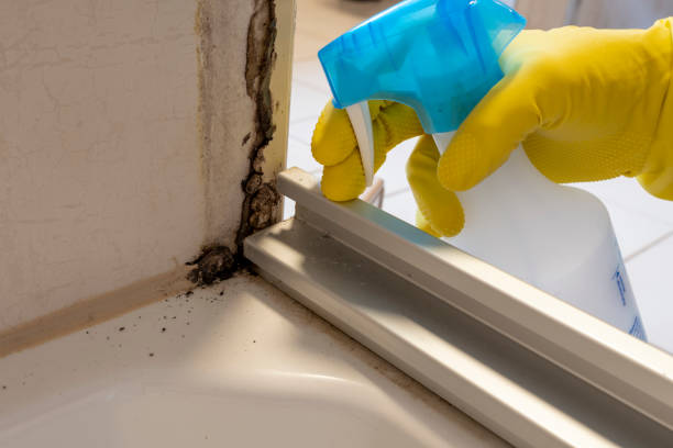 Best Bathroom Mold Remediation in Oakwood, OH