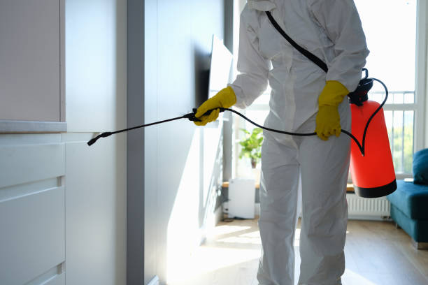 Best Black Mold Remediation in Oakwood, OH