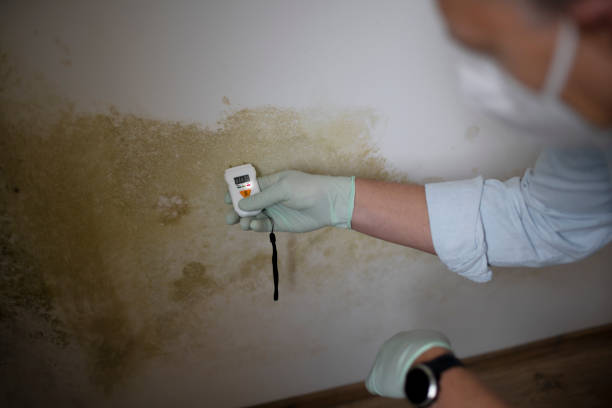 Best Basement Mold Remediation in Oakwood, OH